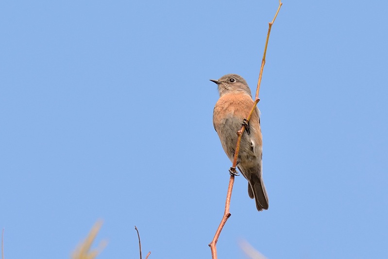 Blauwkeelsialia